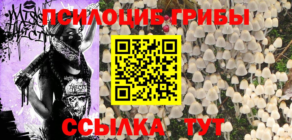 Галлюциногенные грибы Psilocybe Урай